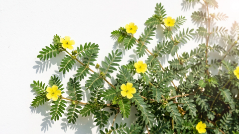 Descubre el gusto por la vida con el Tribulus terrestris
