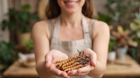 El Cordyceps sinensis y su increíble ciclo de vida